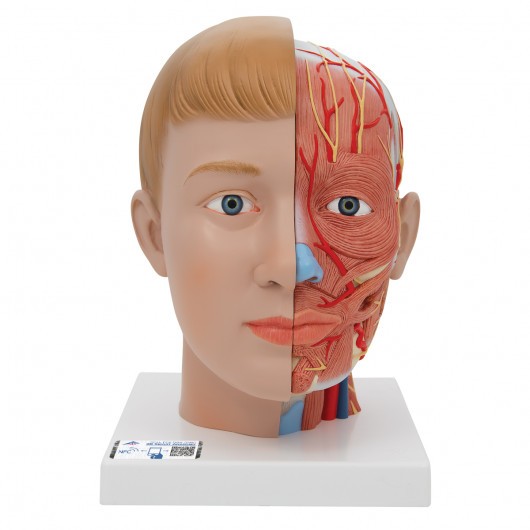 Anatomical Models